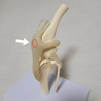 강아지 다리 관절 모형 슬개골 위치