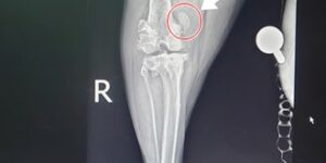 강아지 슬개골 탈구 4기 x-ray 사진