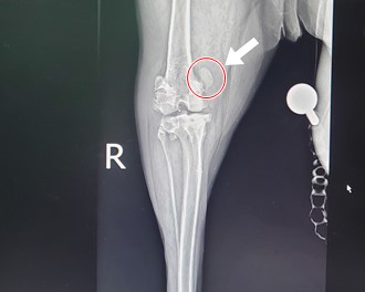 강아지 슬개골 탈구 4기 x-ray 사진으로 슬개골이 내측으로 빠져 있는 모습